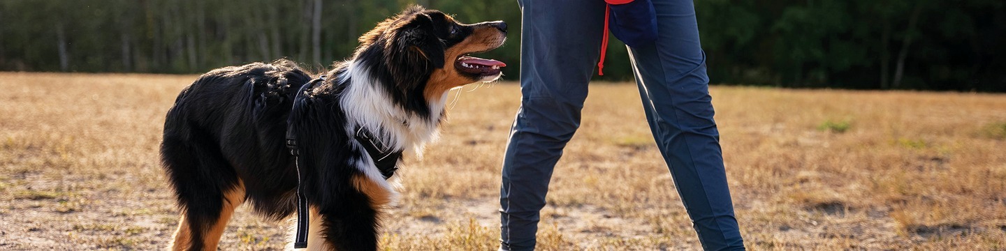 Dog being walked.