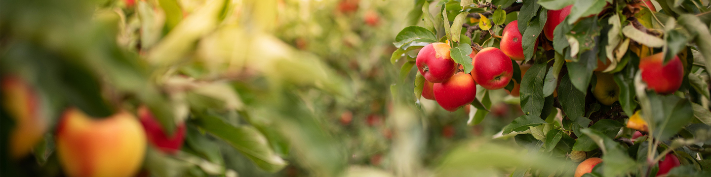 Apple trees