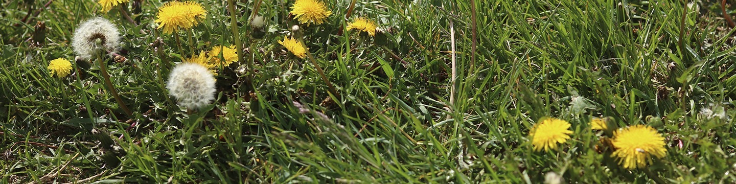 Dandelions in the grass
