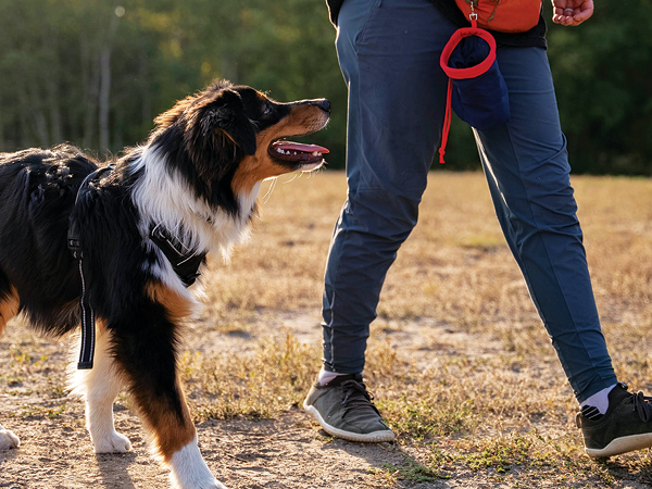 Dog being walked.