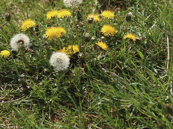 Dandelions in the grass